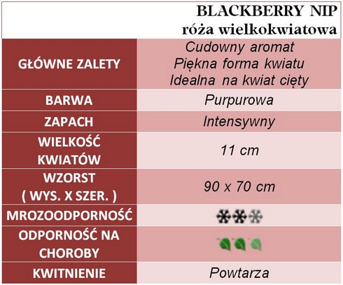 BLACKBERRY NIP róże wielkokwiatowe gł. zal